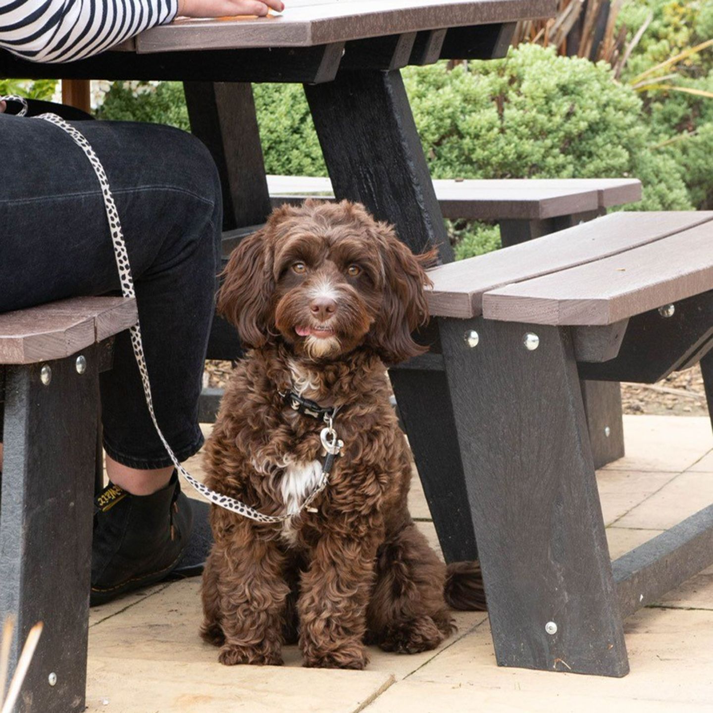 Your local dog friendly pub in Stafford